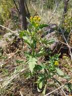 Image of King's ragwort