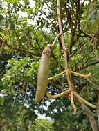 Image of sausage tree