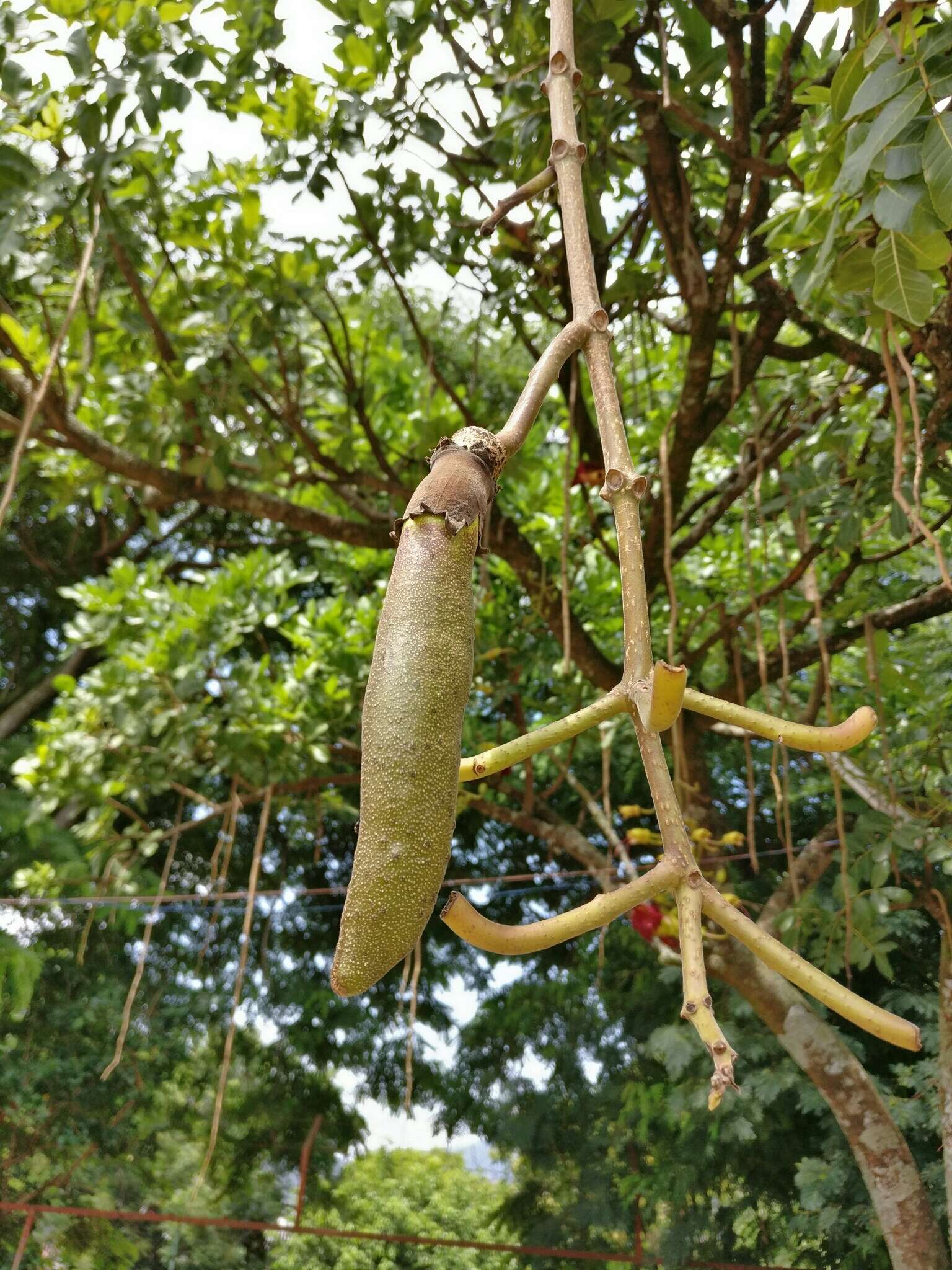 Image of sausage tree