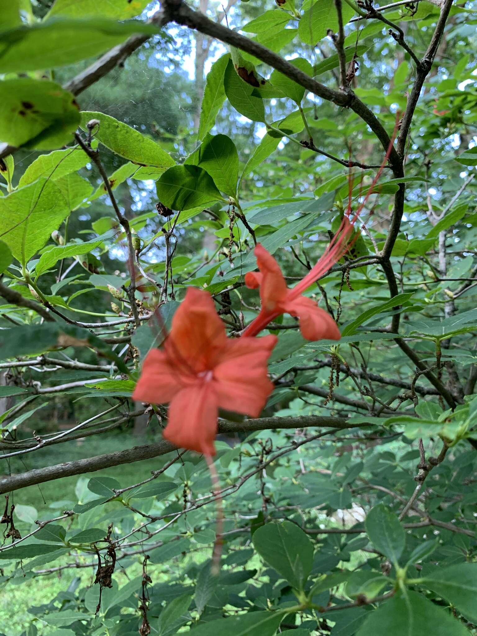 صورة Rhododendron prunifolium (Small) Millais