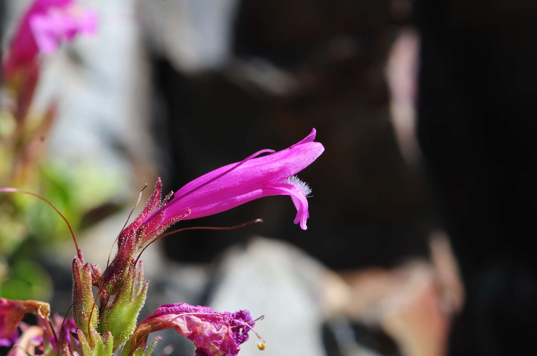 Слика од Penstemon newberryi Gray