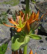 Image of Gentiana lutea subsp. aurantiaca M. Laínz