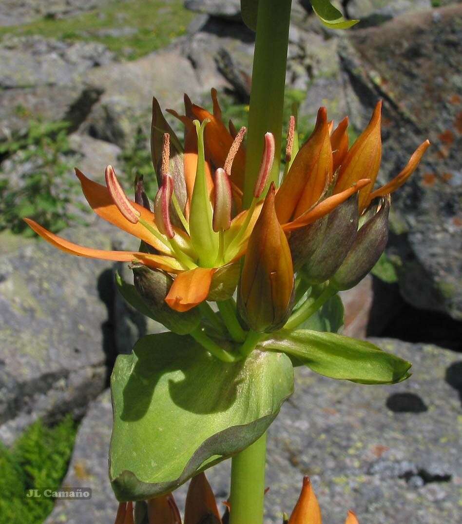 Image of Gentiana lutea subsp. aurantiaca M. Laínz