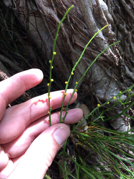 Image of whisk fern