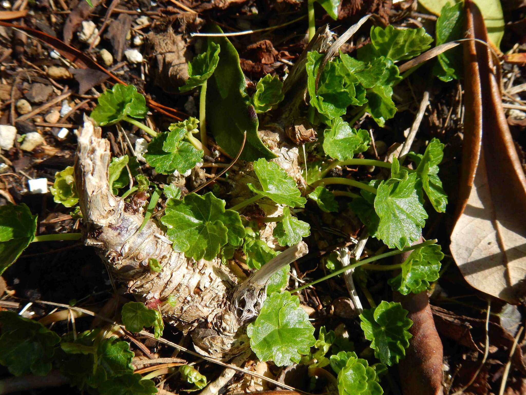 Image of Henderson's Checkerbloom