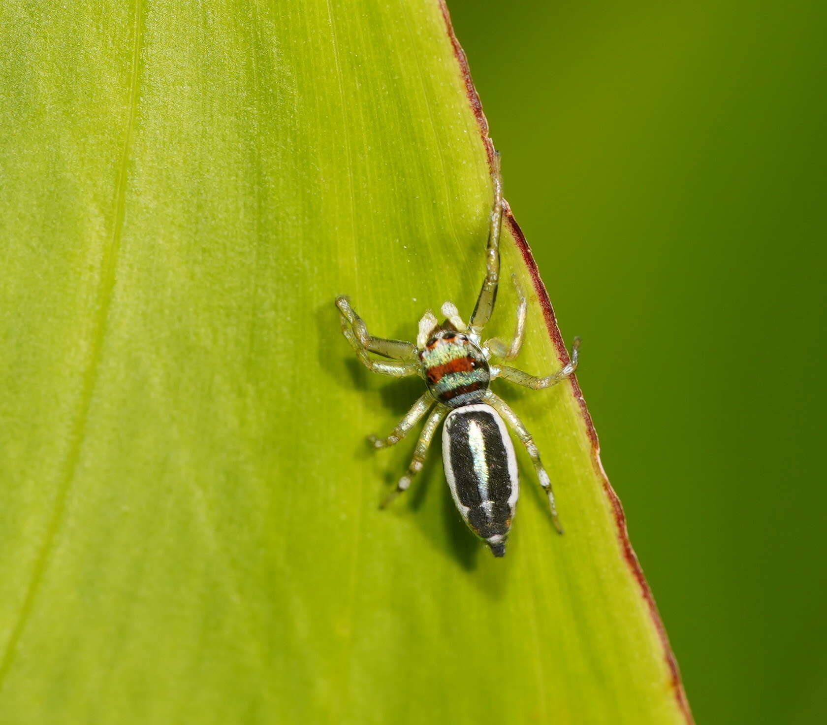 Image of Blue-banded Jumping Spider