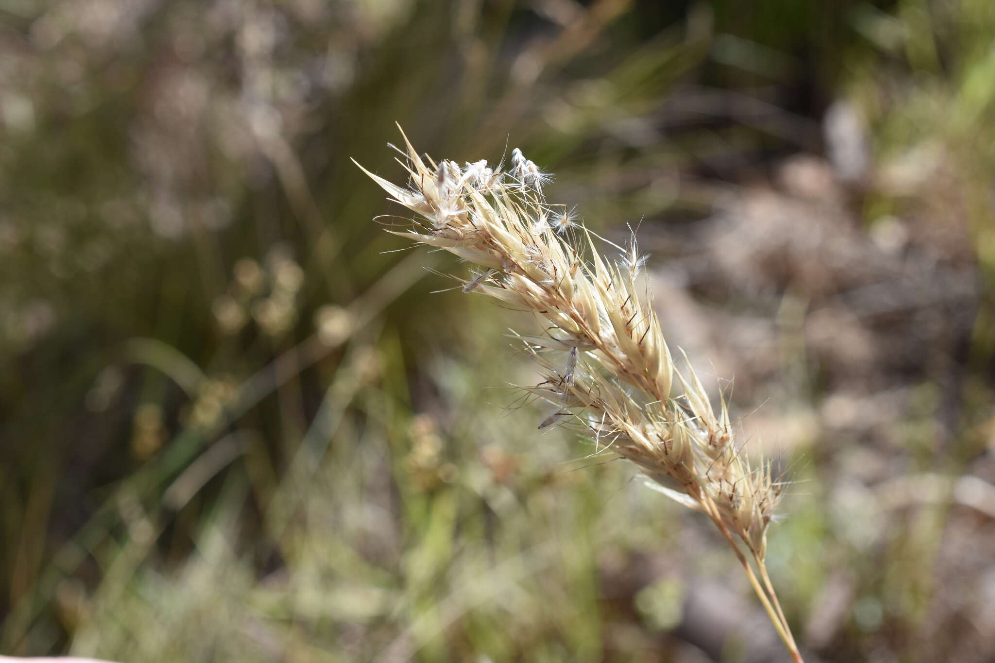 Image of Rytidosperma duttonianum (Cashmore) Connor & Edgar