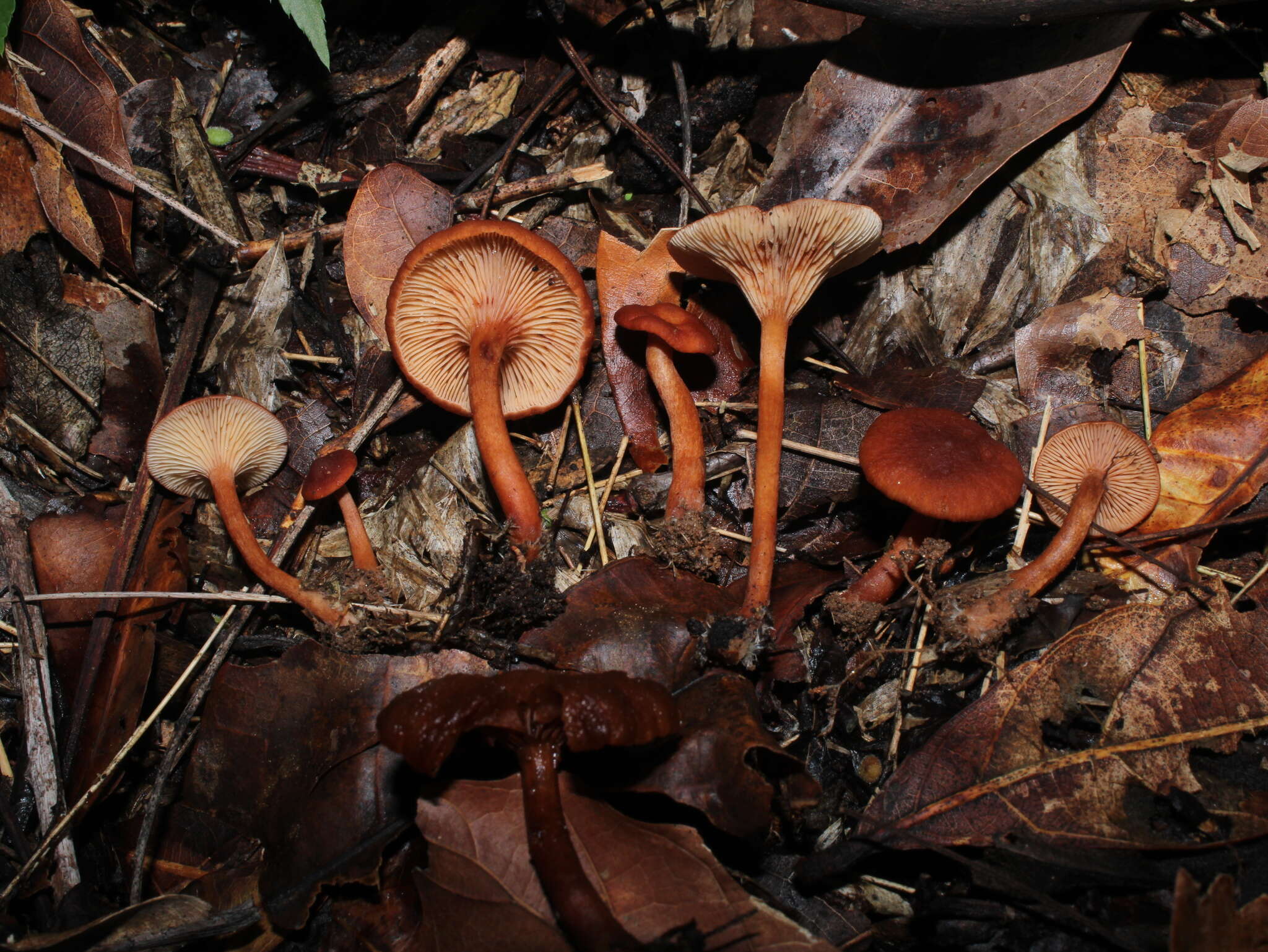 Plancia ëd Lactarius strigosipes Montoya & Bandala 2008