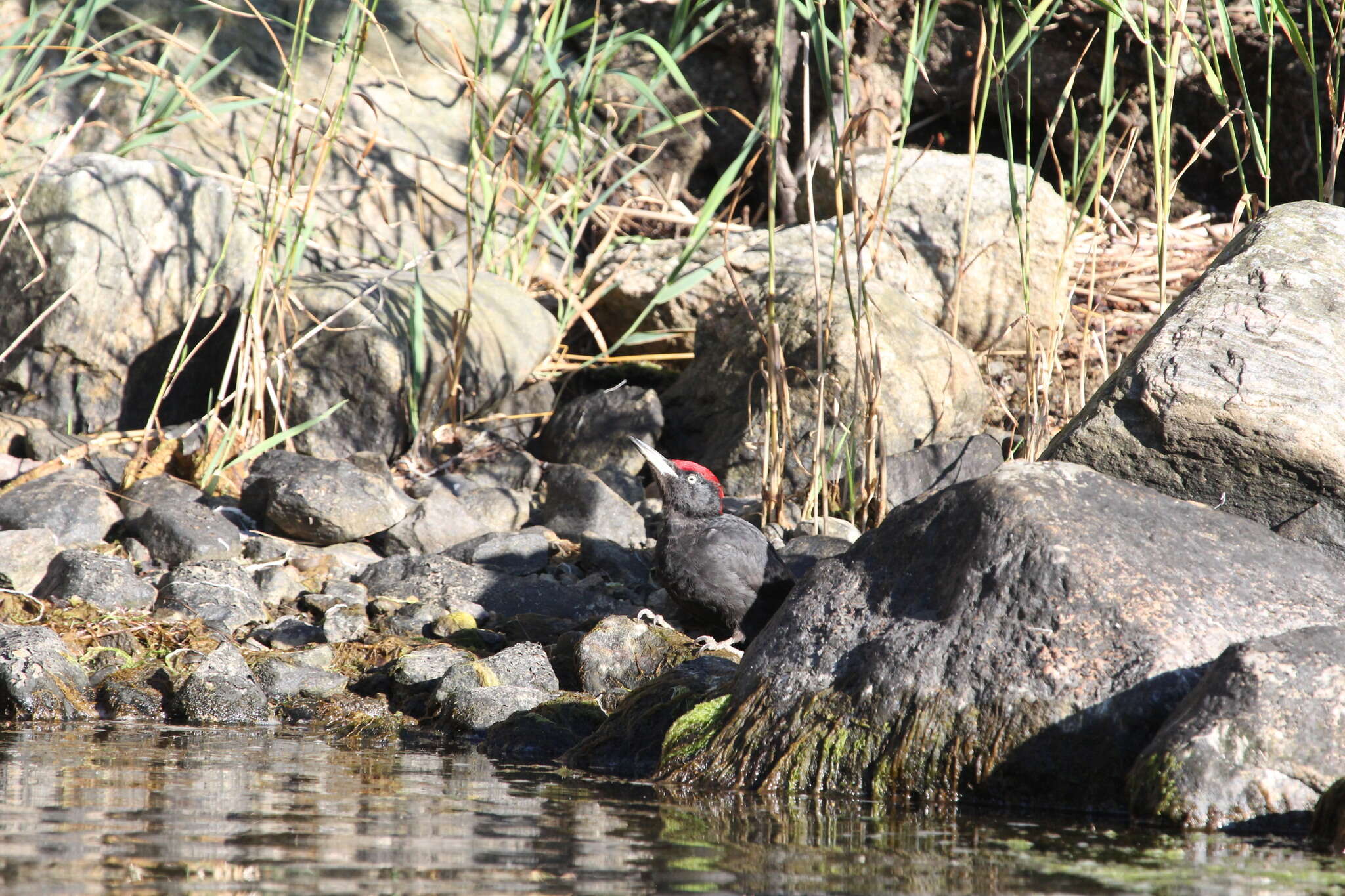 Image of Black Woodpecker