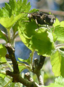 Image of Eristalis saxorum Wiedemann 1830