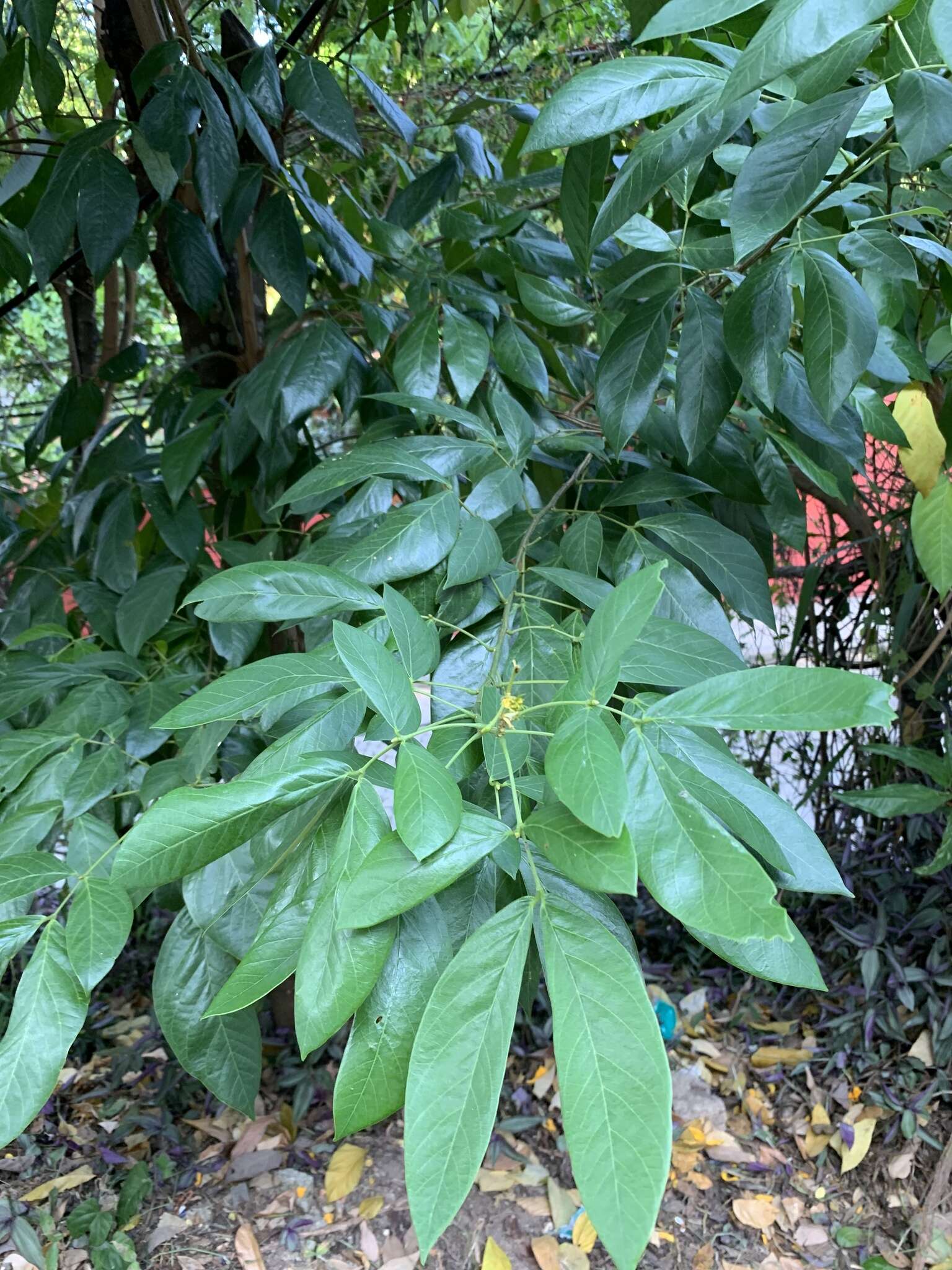 Senna macranthera (Collad.) H. S. Irwin & Barneby resmi