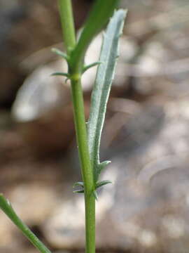 Image of Leucanthemum meridionale Le Grand