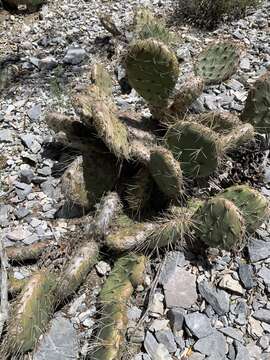 Opuntia × charlestonensis resmi