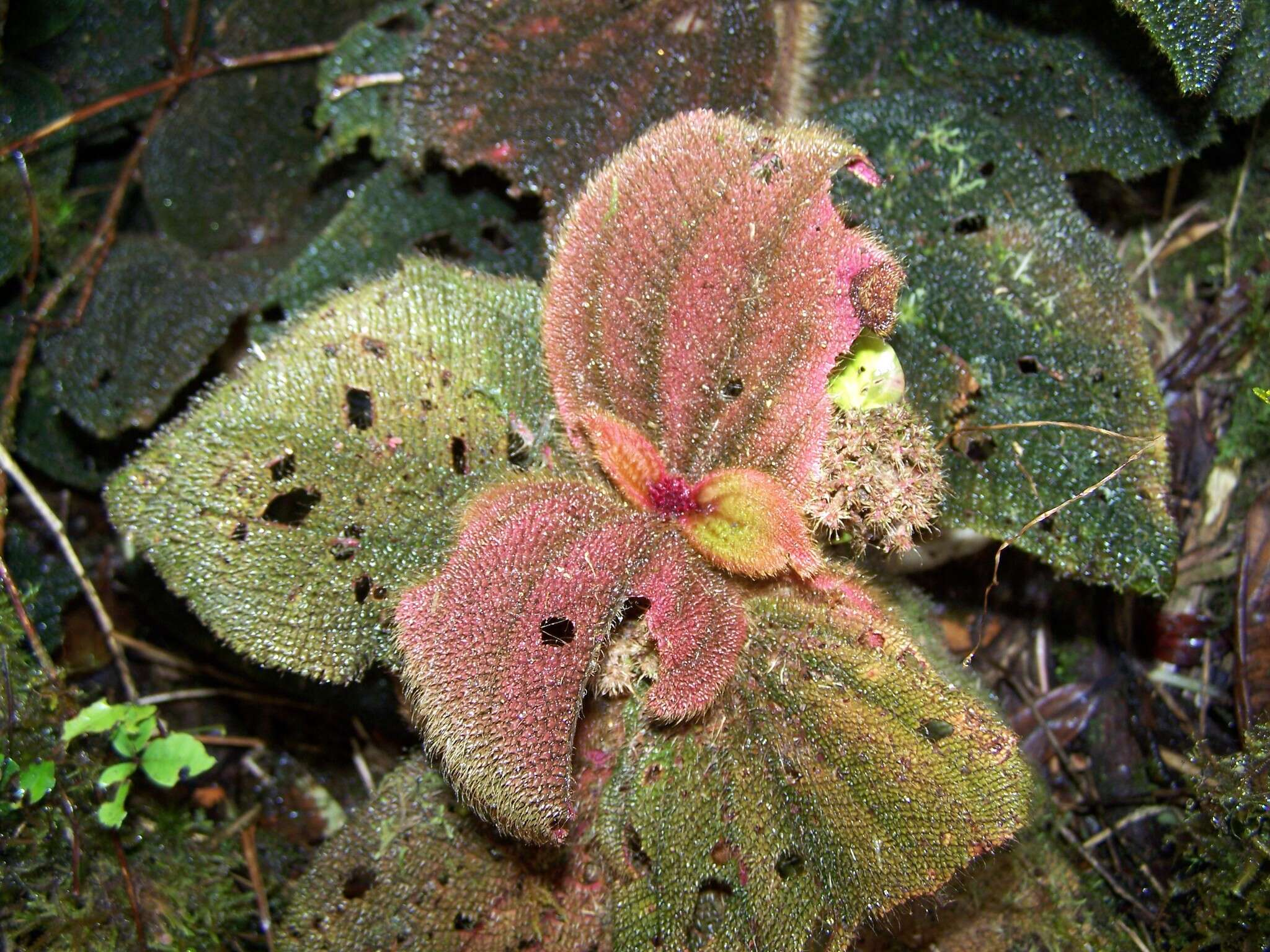 Слика од Miconia spectabilis (Gleason) Michelang.