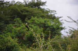 Image of Pin-tailed Whydah