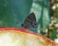 Image of <i>Aubergina hesychia</i>