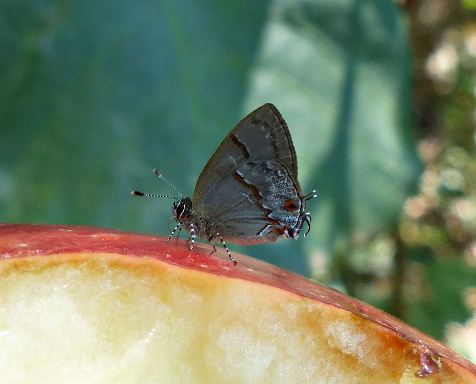 Image of <i>Aubergina hesychia</i>