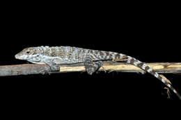 Image of Cook's Anole