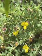 Image of Crotalaria eremicola Baker fil.