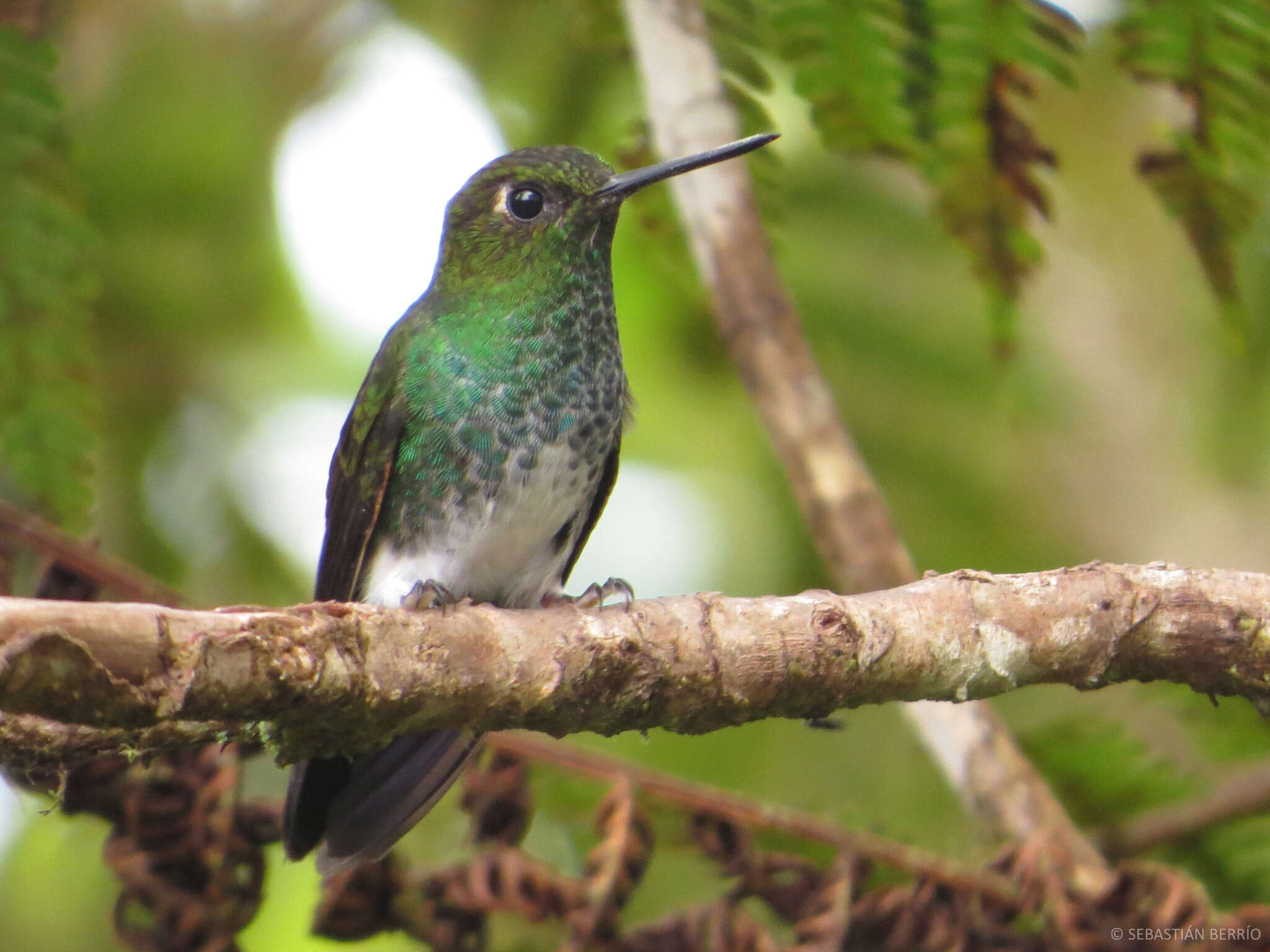 Image of pufflegs