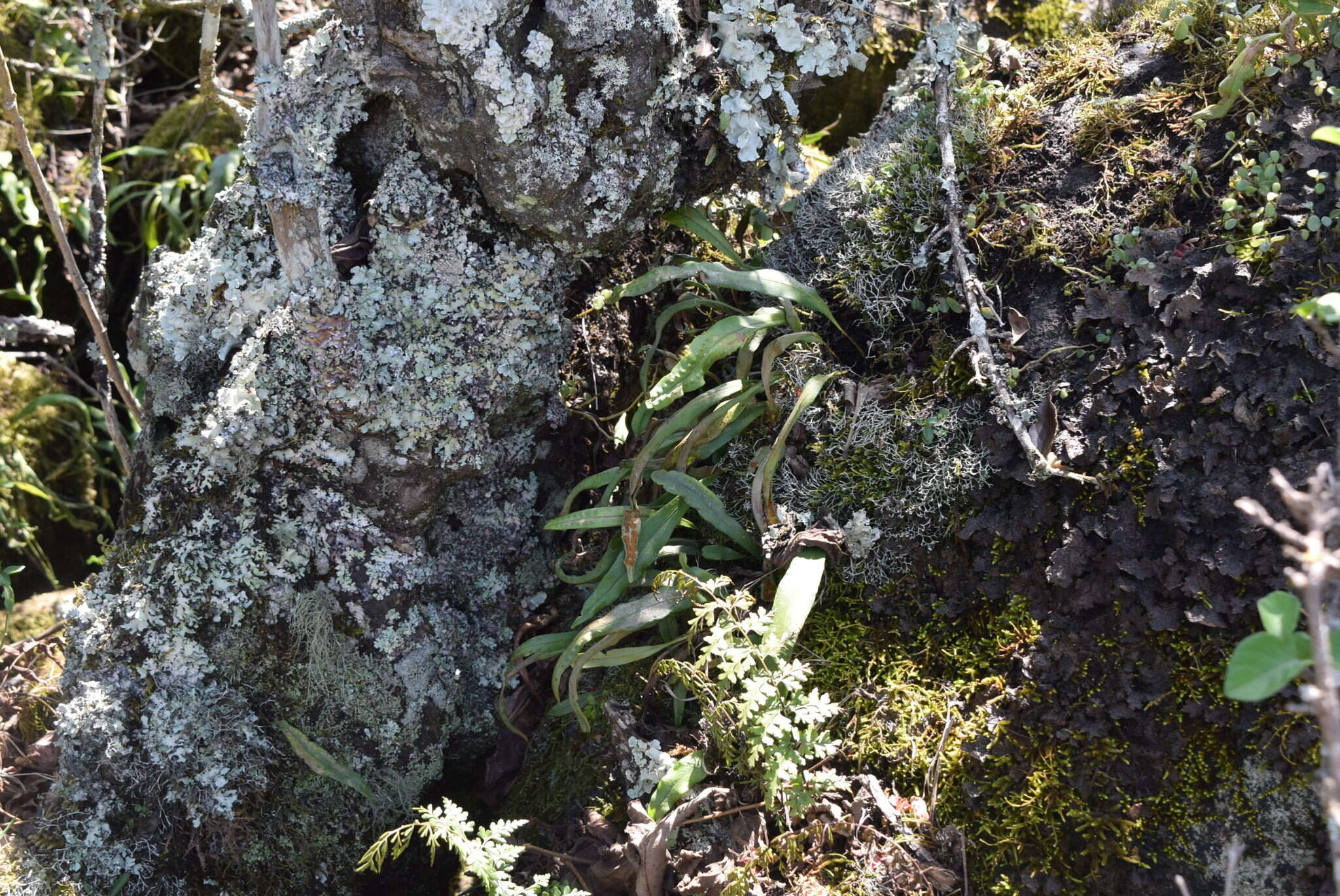 Image of Lepisorus schraderi (Mett.) Ching