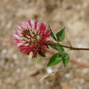 Image of Trifolium setiferum Boiss.