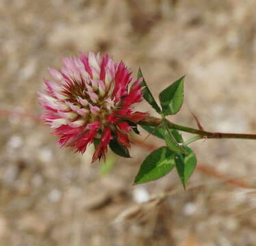 Plancia ëd Trifolium setiferum Boiss.