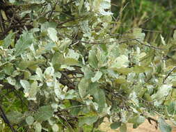 Image of Brachylaena discolor var. rotundata (S. Moore) H. J. Beentje