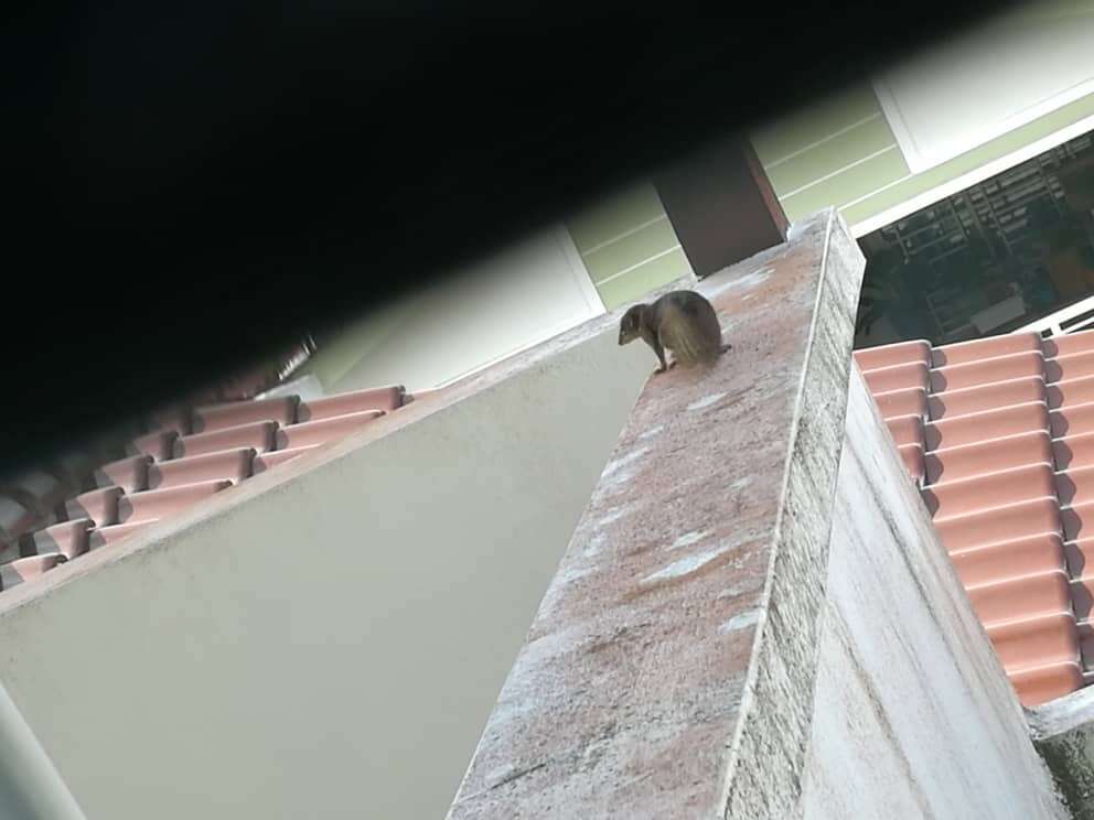 Image of Common Tree Shrew