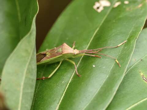 Image of Homoeocerus (Anacanthocoris) rubromaculatus (Hsiao 1963)