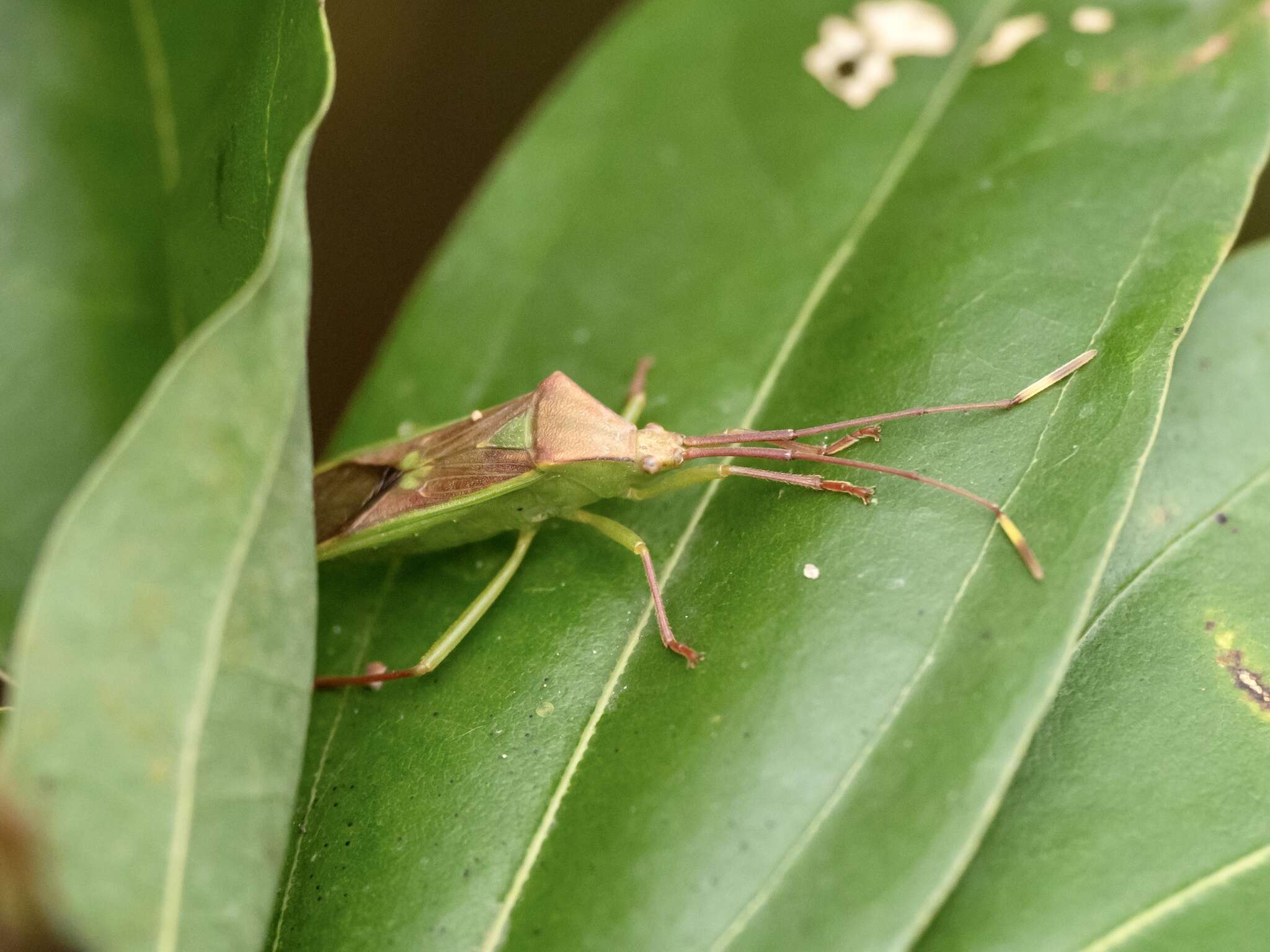 Image of Homoeocerus (Anacanthocoris) rubromaculatus (Hsiao 1963)