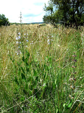 Image de Salvia repens Burch. ex Benth.