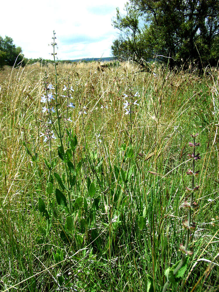 Imagem de Salvia repens Burch. ex Benth.