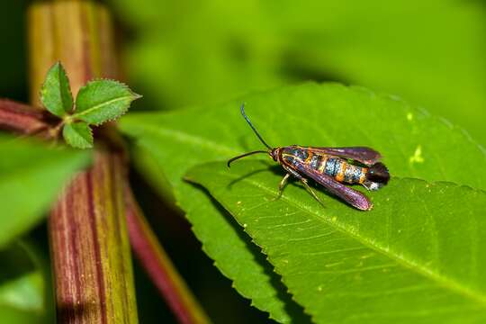 Image of Texana Clearwing Moth