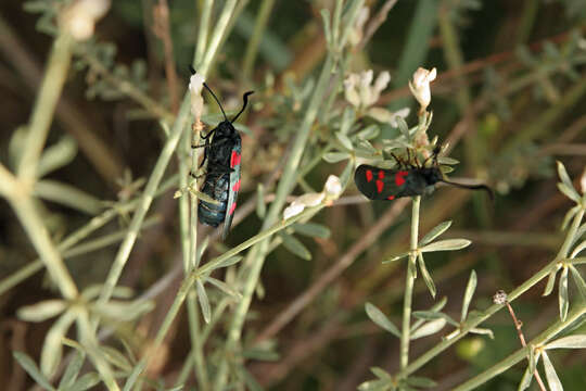 Image of Zygaena trifolii Esper 1783