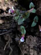 Erythranthe inconspicua (A. Gray) G. L. Nesom resmi