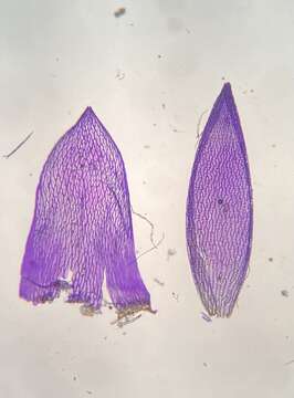 Imagem de Sphagnum flavicomans Warnstorf 1911