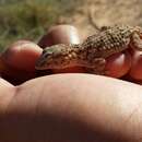 Tarentola fascicularis (Daudin 1802) resmi