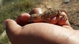 Tarentola fascicularis (Daudin 1802) resmi