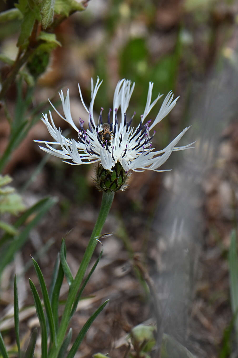 Plancia ëd Centaurea napulifera Rochel