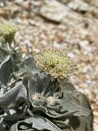 Image of granite buckwheat