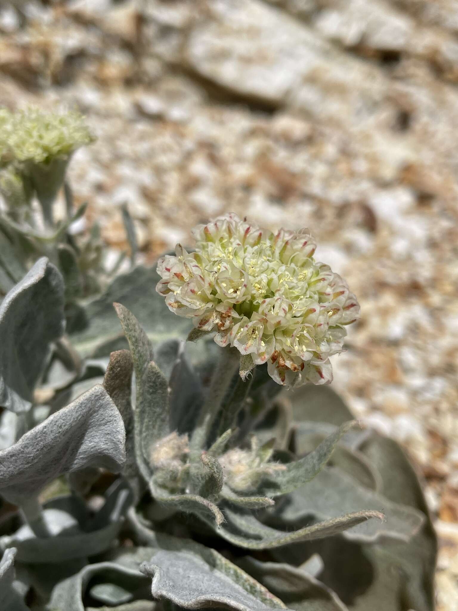 Image of granite buckwheat