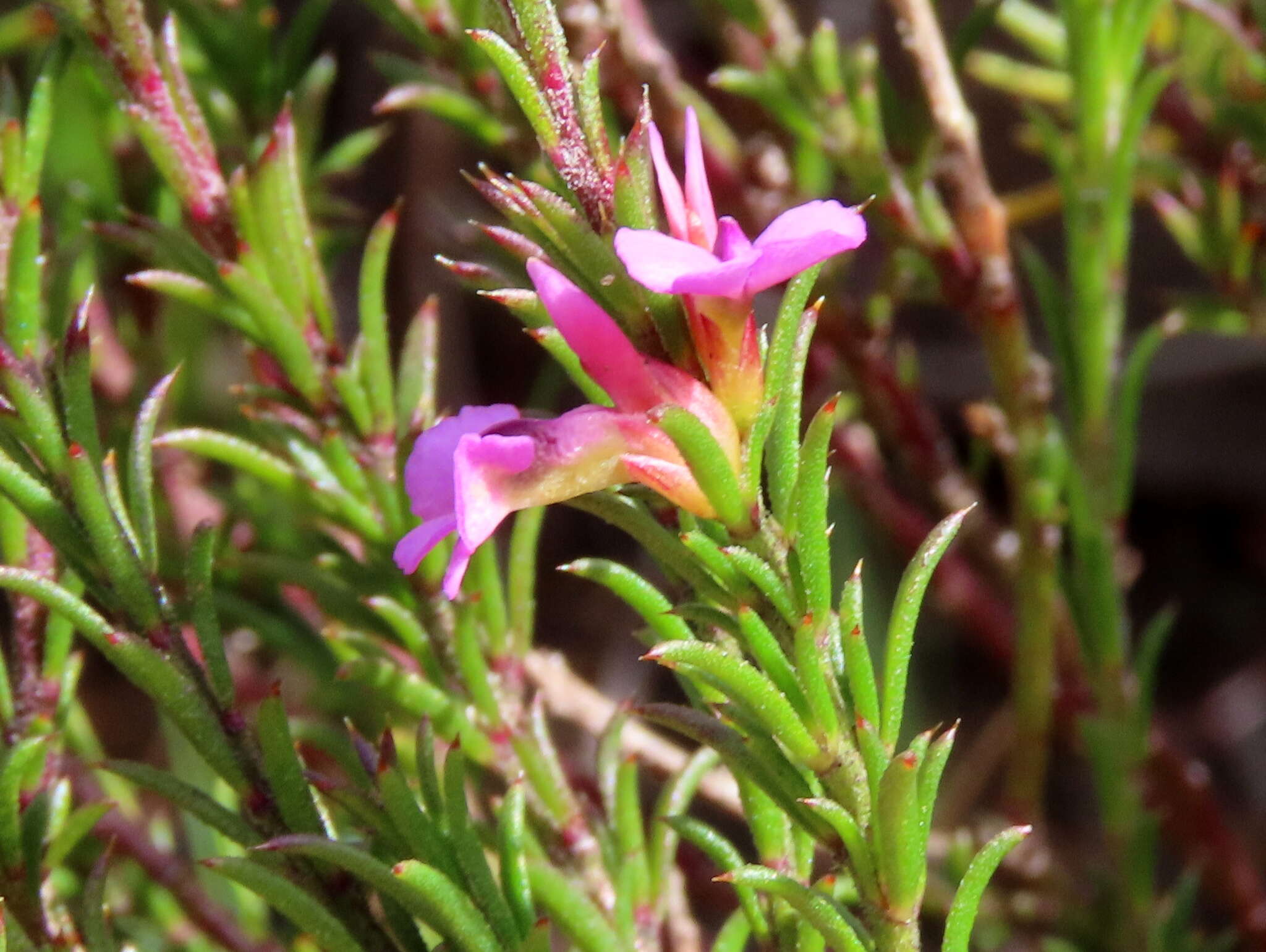 Image of Muraltia pageae Levyns