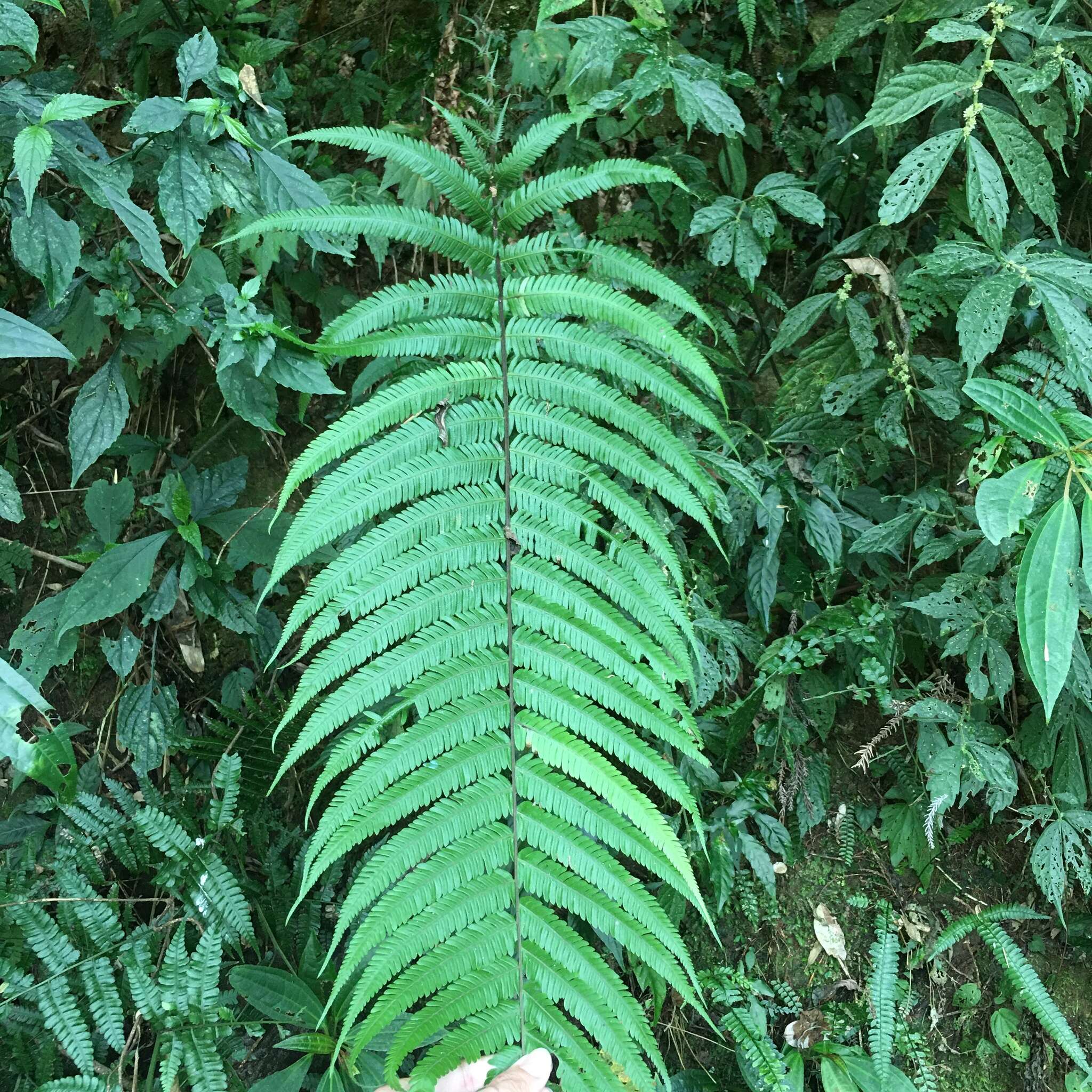 Sivun Pseudocyclosorus esquirolii (C. Chr.) Ching kuva