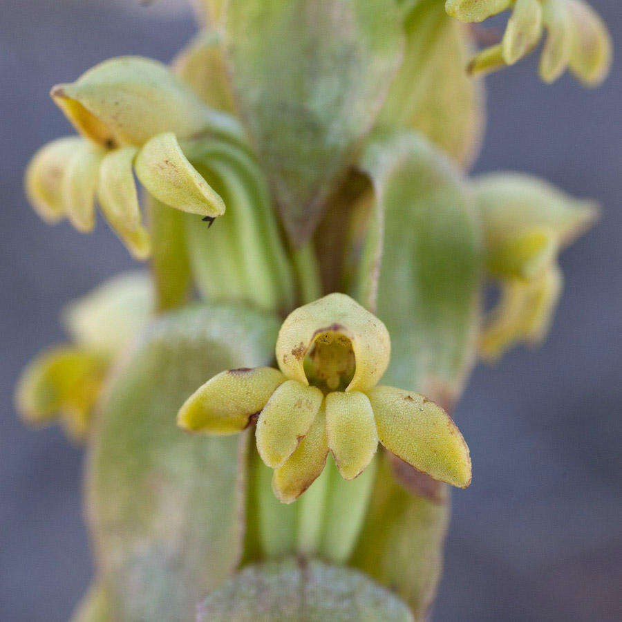 Image of Satyrium bicorne (L.) Thunb.