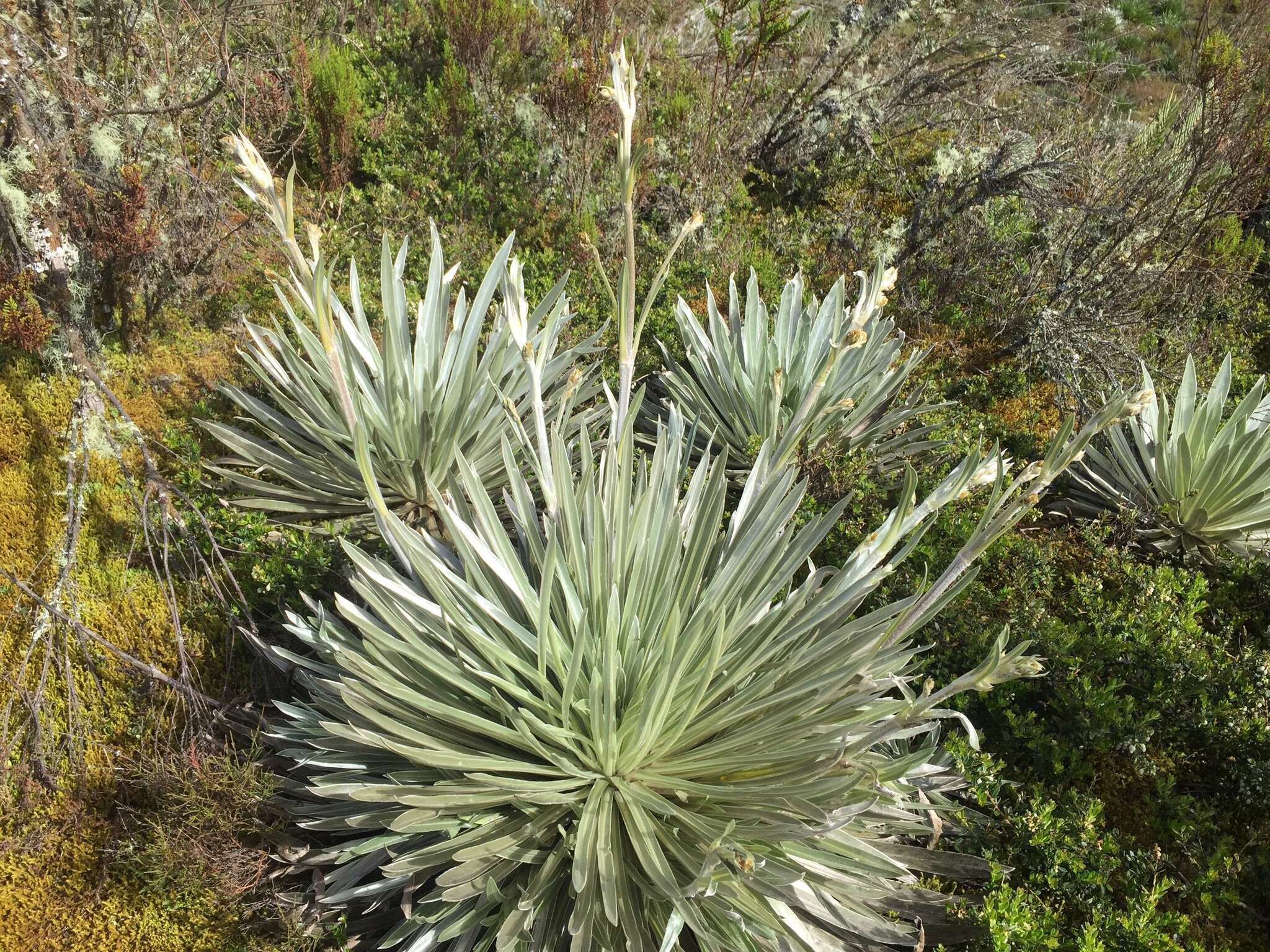 Image of Espeletia argentea Humb. & Bonpl.