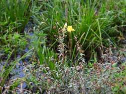 صورة Ludwigia sericea (Cambess.) Hara