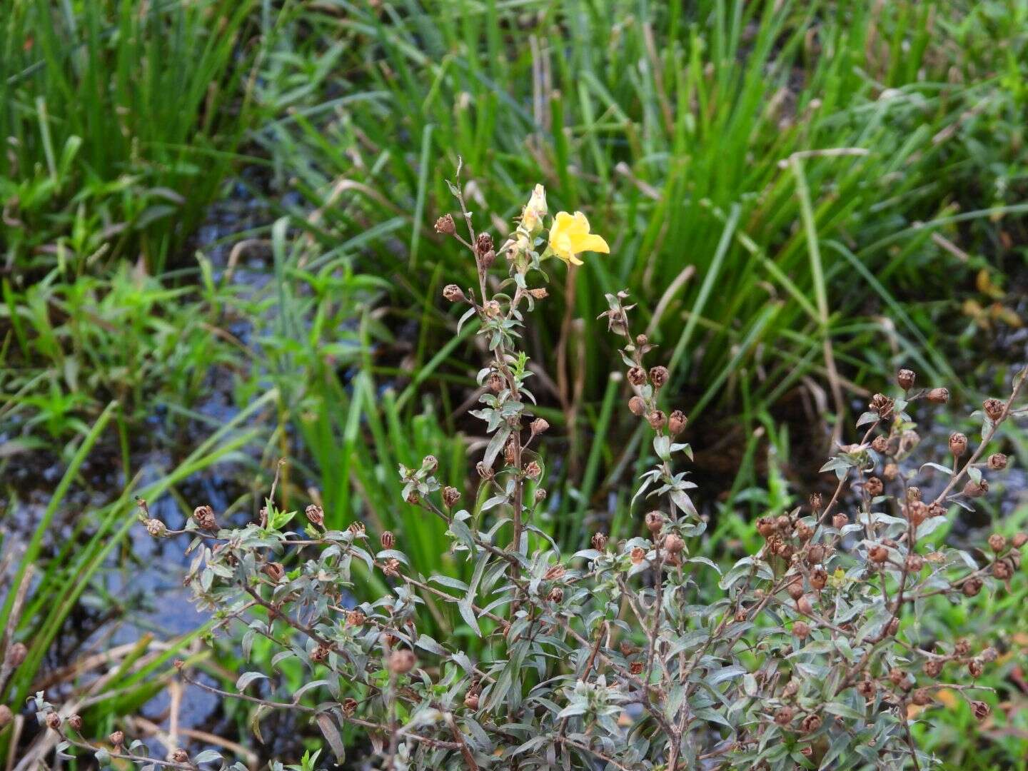 صورة Ludwigia sericea (Cambess.) Hara