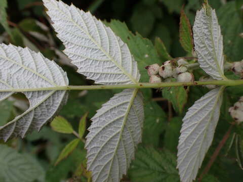 Image of Mysore raspberry