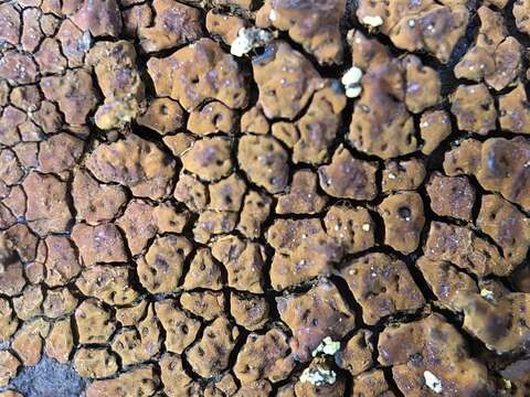 Image of cracked lichen